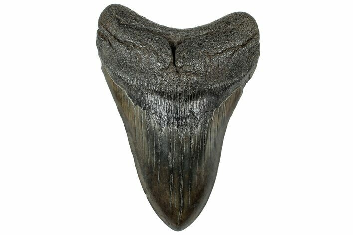 Fossil Megalodon Tooth - South Carolina #321836